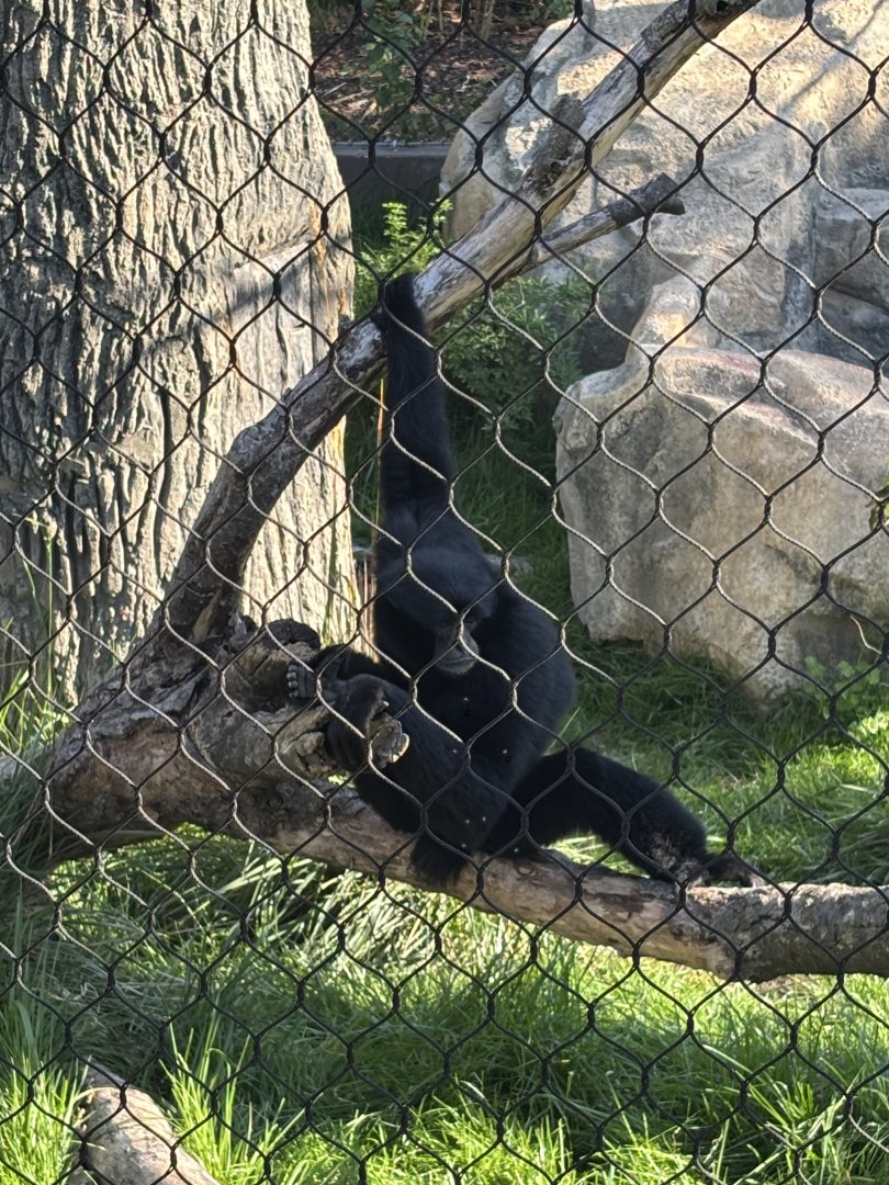 Siamang Gibbon