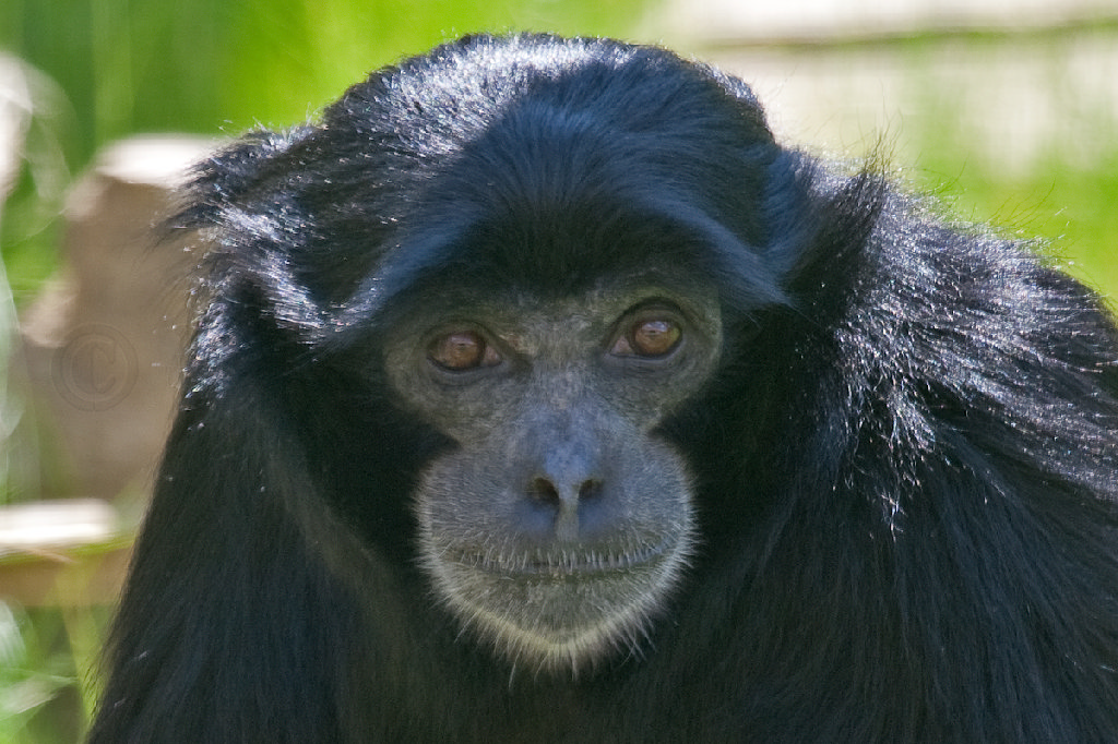 Siamang Gibbon