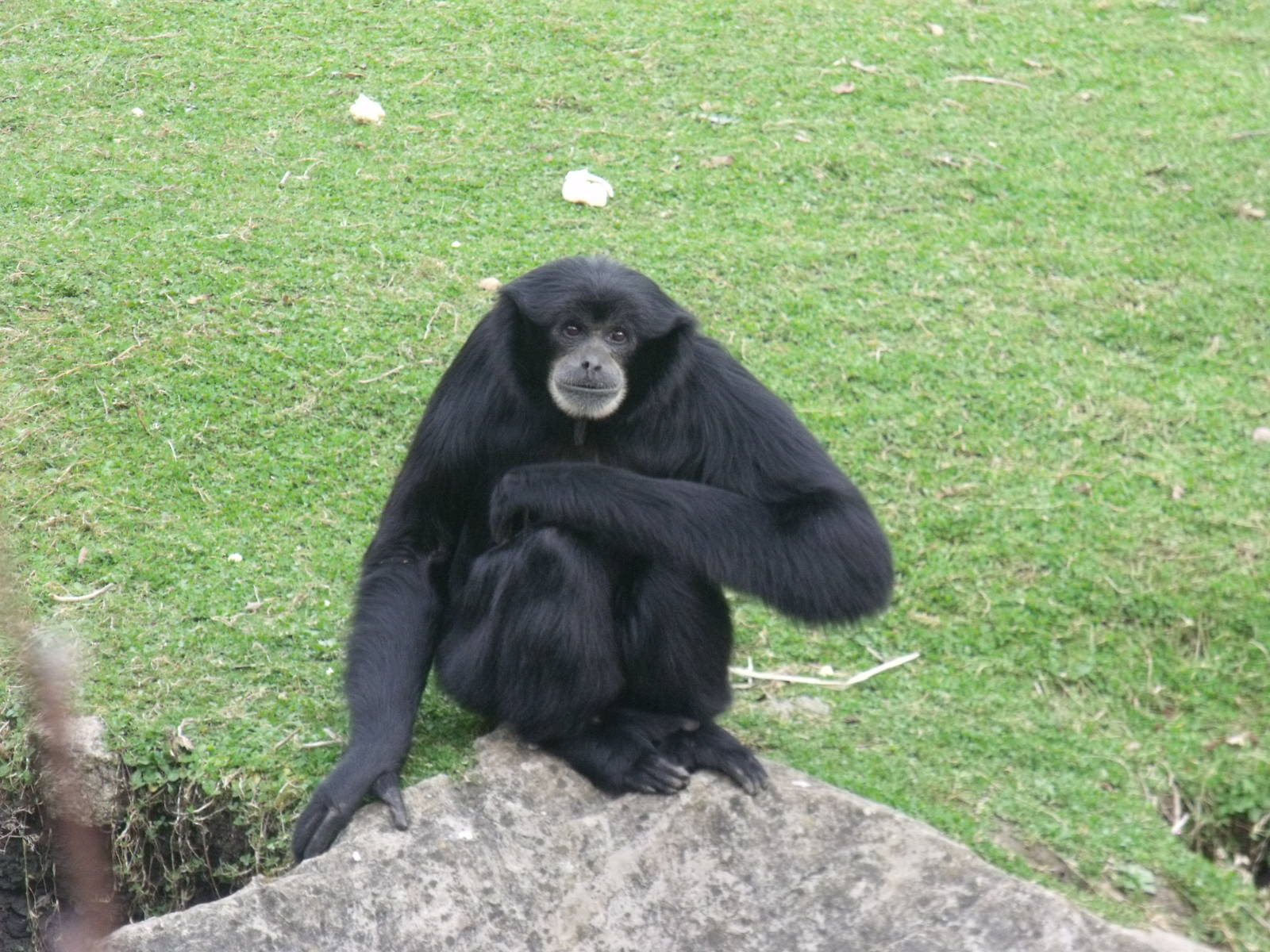 Siamang Gibbon