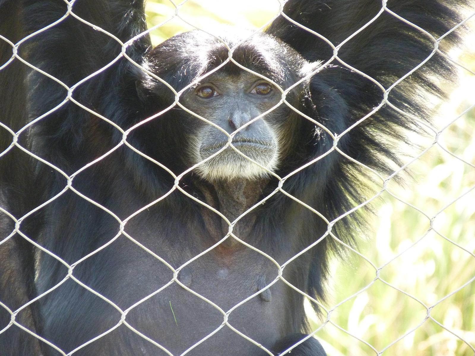 Siamang Gibbon