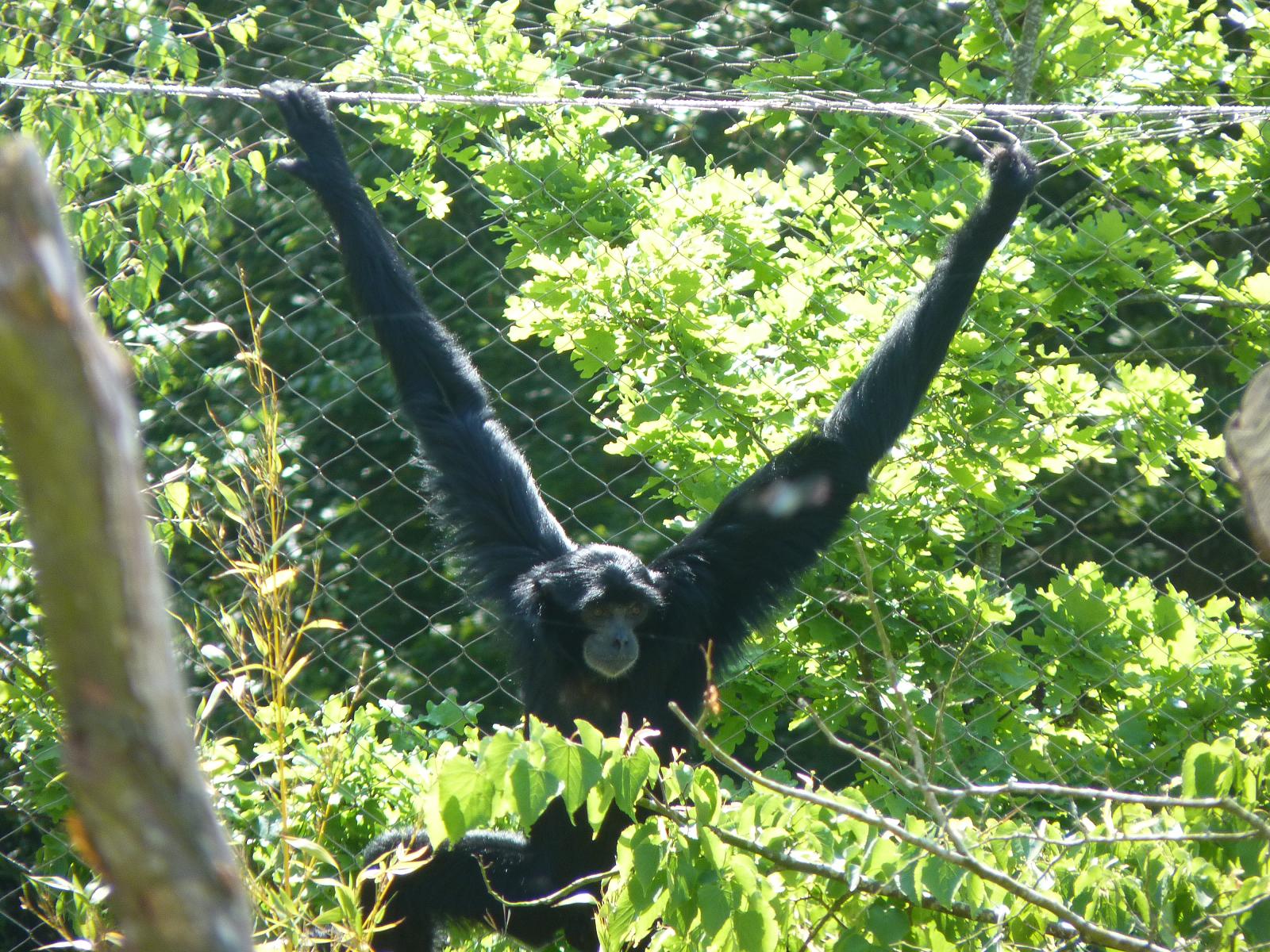 Siamang Gibbon
