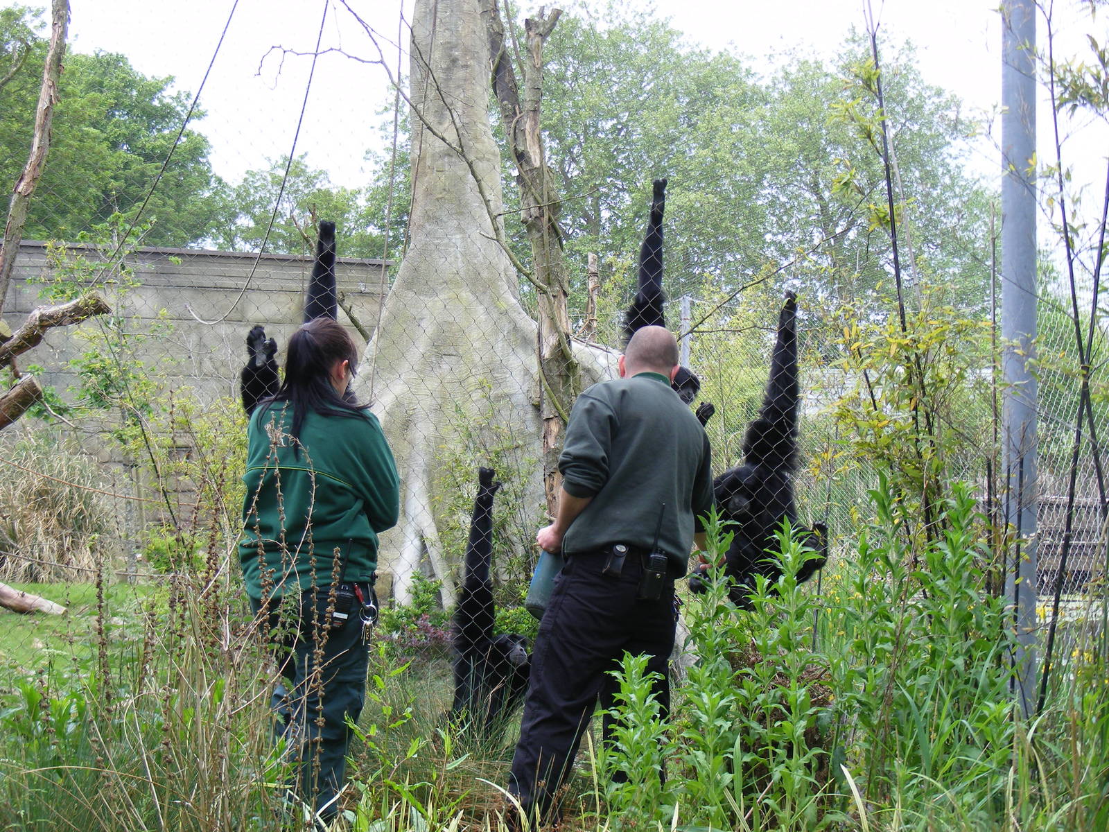Siamang gibbons at feeding time at Marwell Wildlife, 31 May 2010