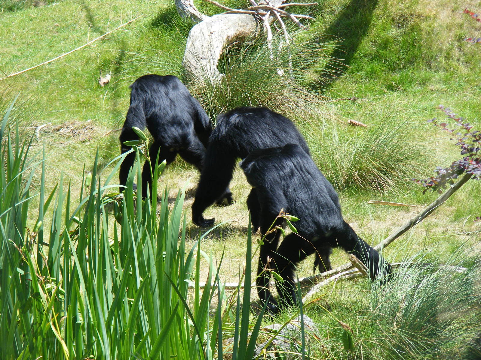 Siamang gibbons at Marwell Wildlife, 18 July 2010