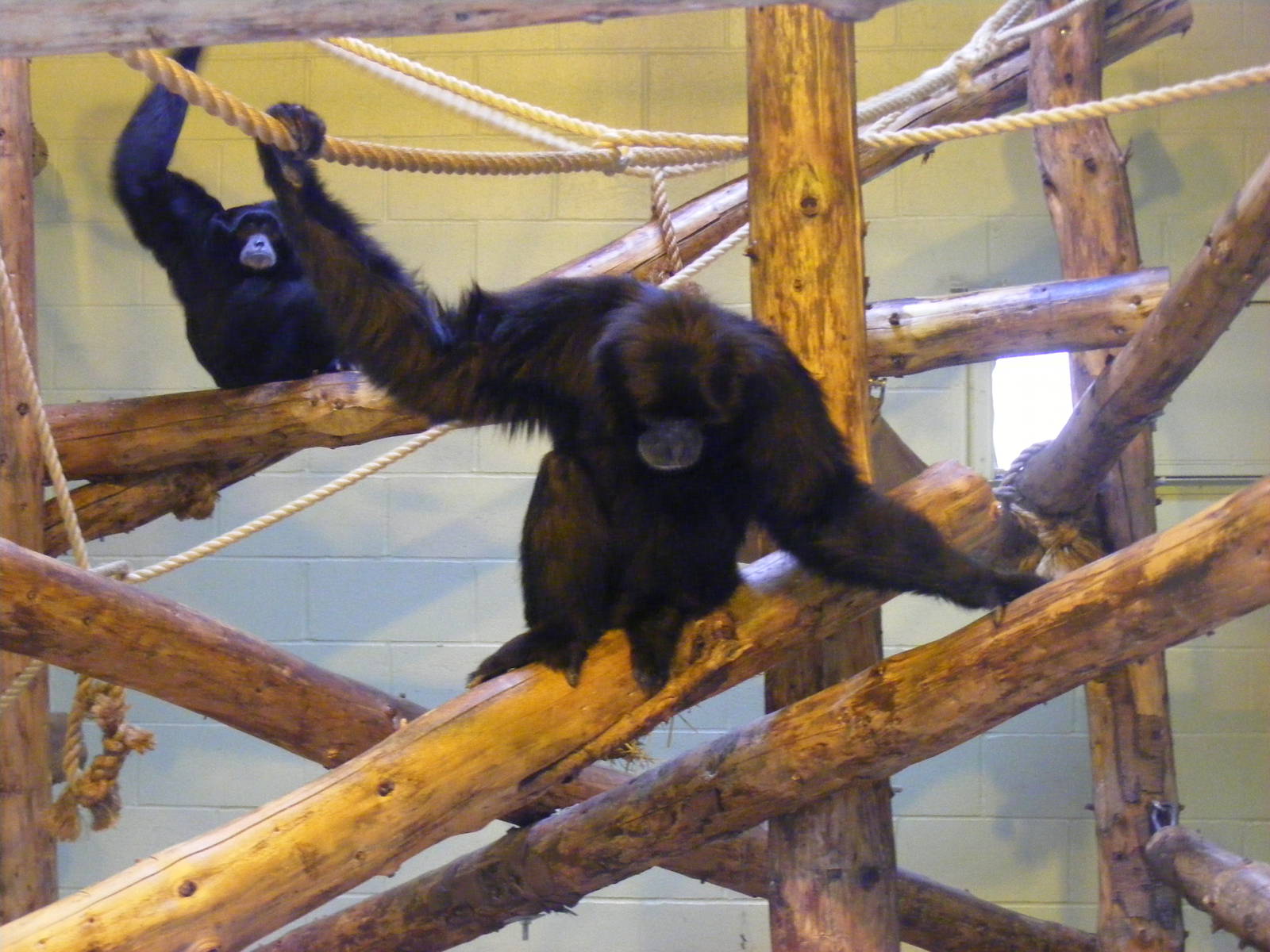 Siamang gibbons at Marwell Wildlife, 29 January 2011