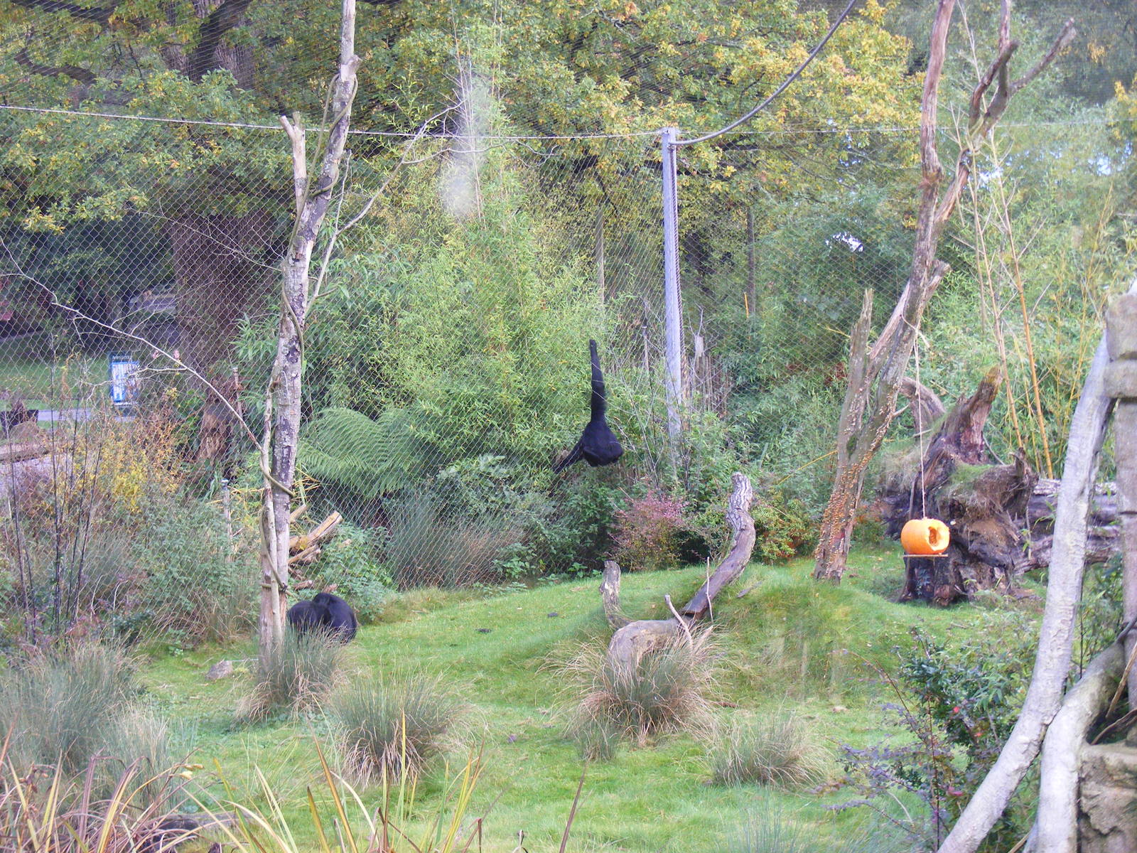 Siamang gibbons at Marwell Wildlife, 30 October 2010