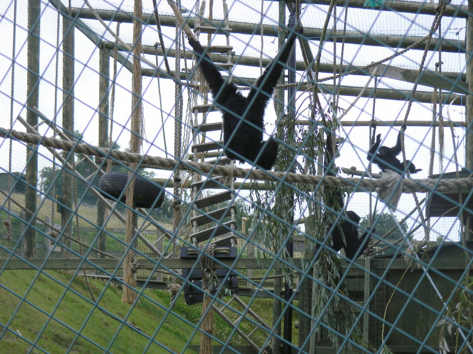 Siamang gibbons at Noah's Ark Zoo Farm, 31 July 2010