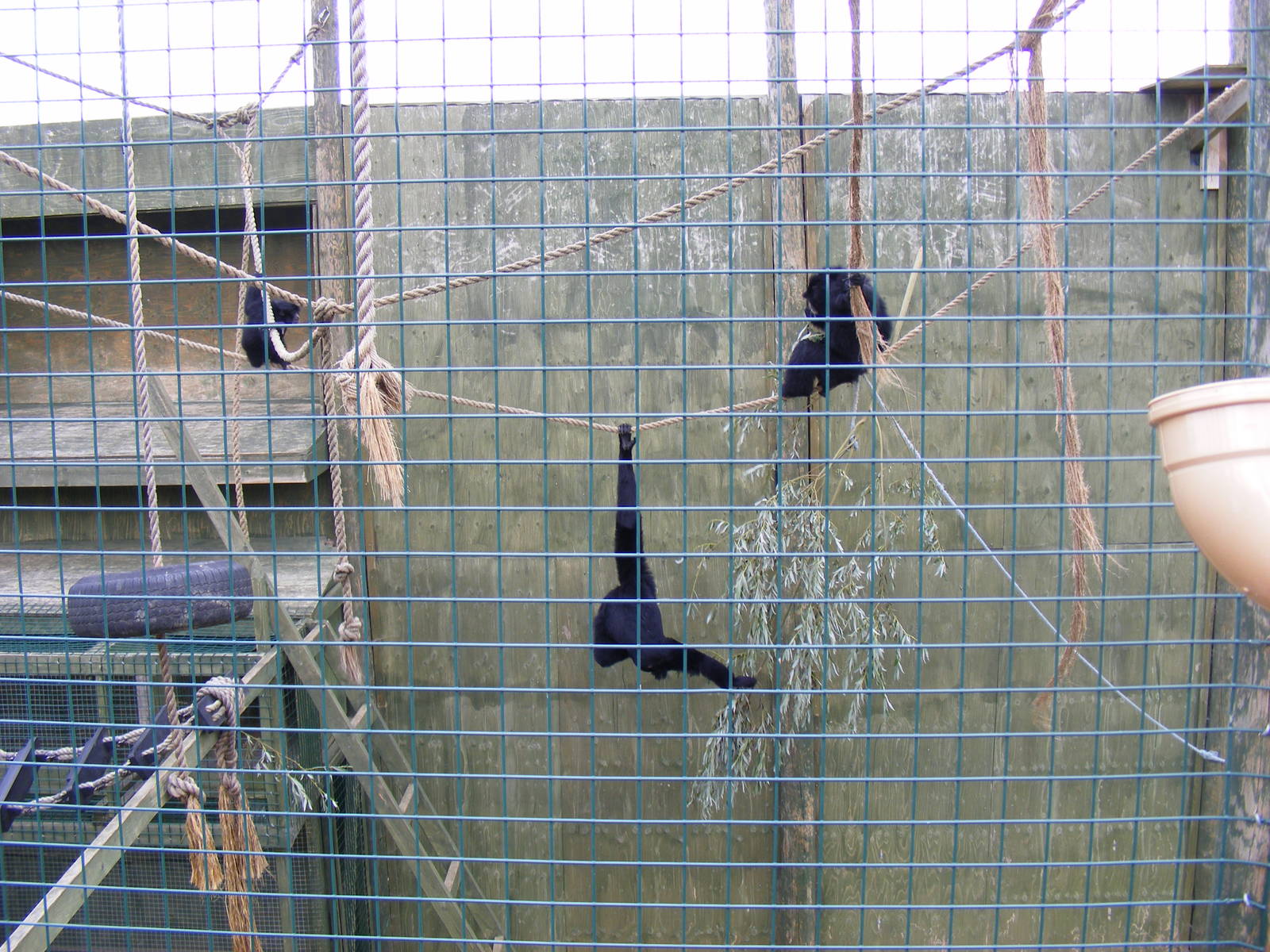 Siamang gibbons at Noah's Ark Zoo Farm, 31 July 2010