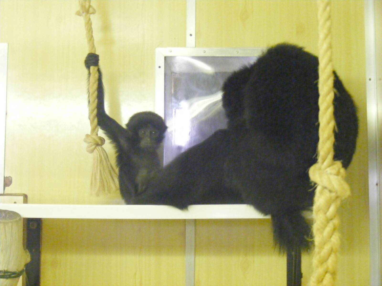 Siamang gibbons at Twycross Zoo, 29 August 2010