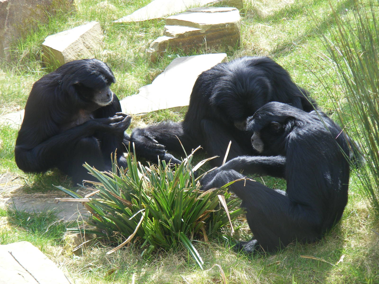 Siamang Gibbons in Life in the Trees exhibit at Marwell Wildlife, 5 April 2