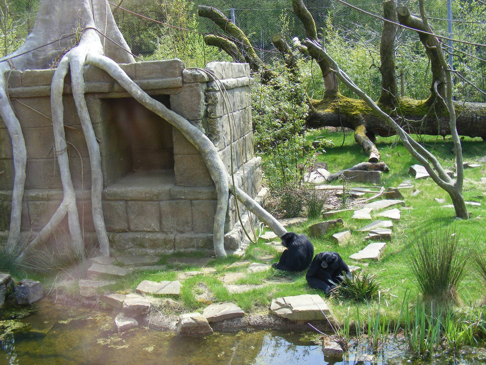 Siamang Gibbons in the Life in the Trees exhibit at Marwell Wildlife, 19 Ap
