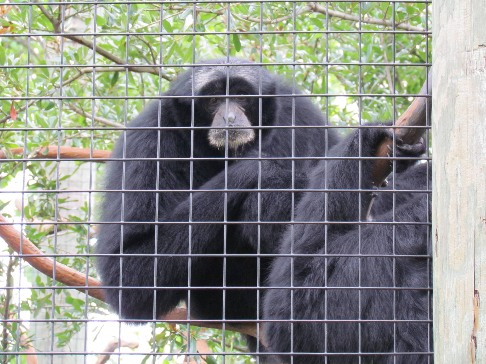 Siamang Gibbons