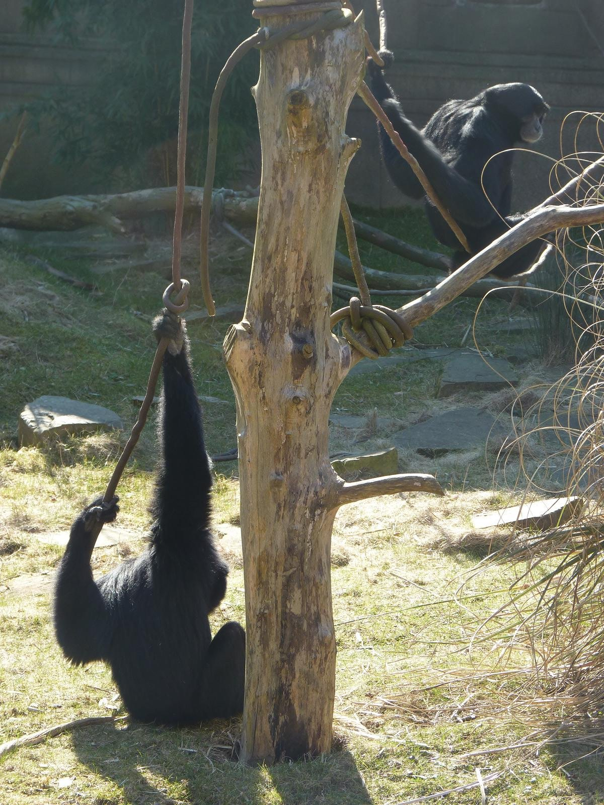 Siamang Gibbons