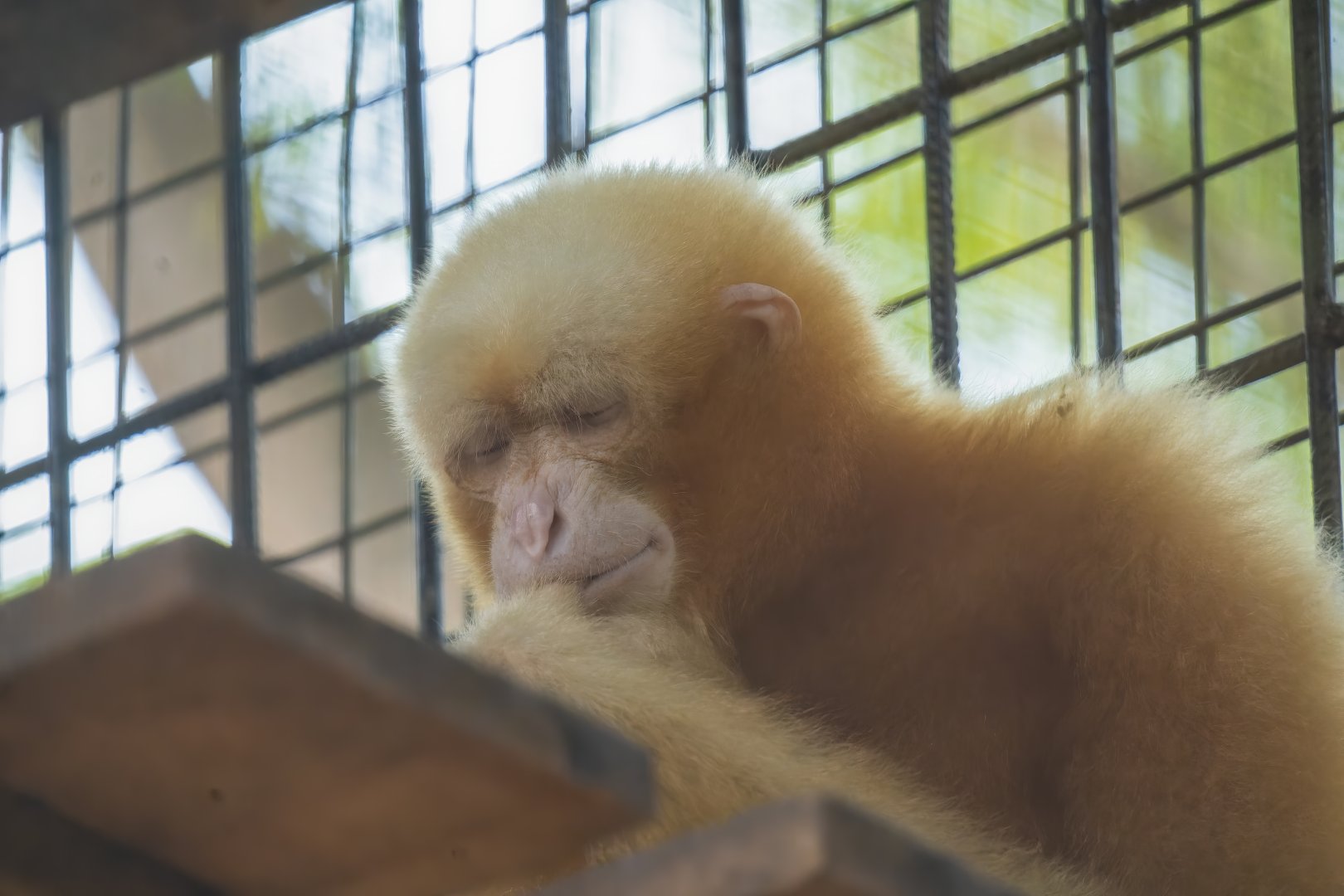 Siamang (Golden) - Symphalangus syndactylus