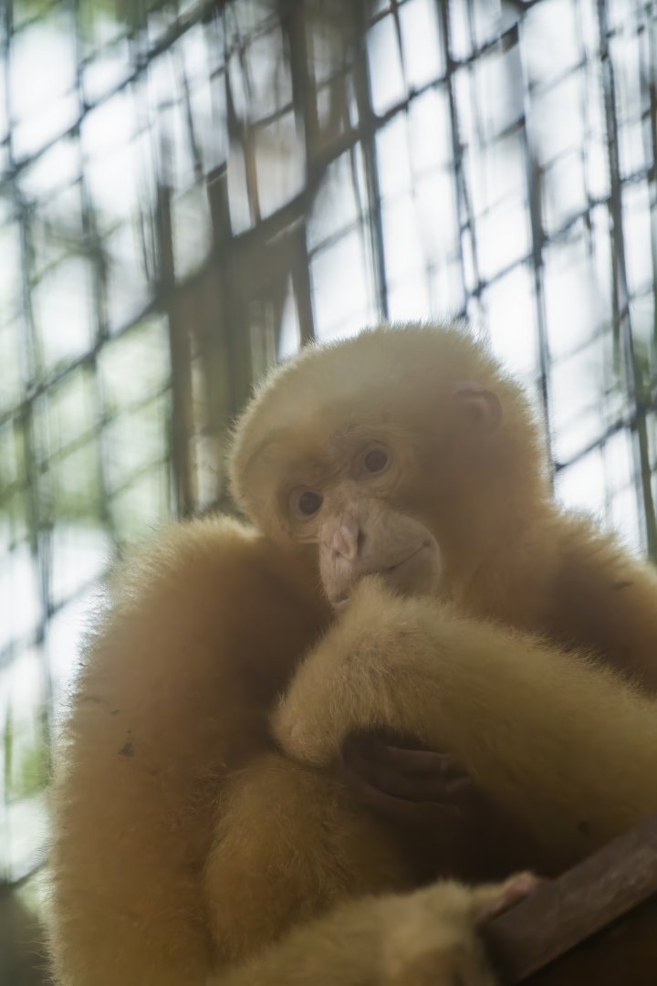 Siamang (Golden) - Symphalangus syndactylus