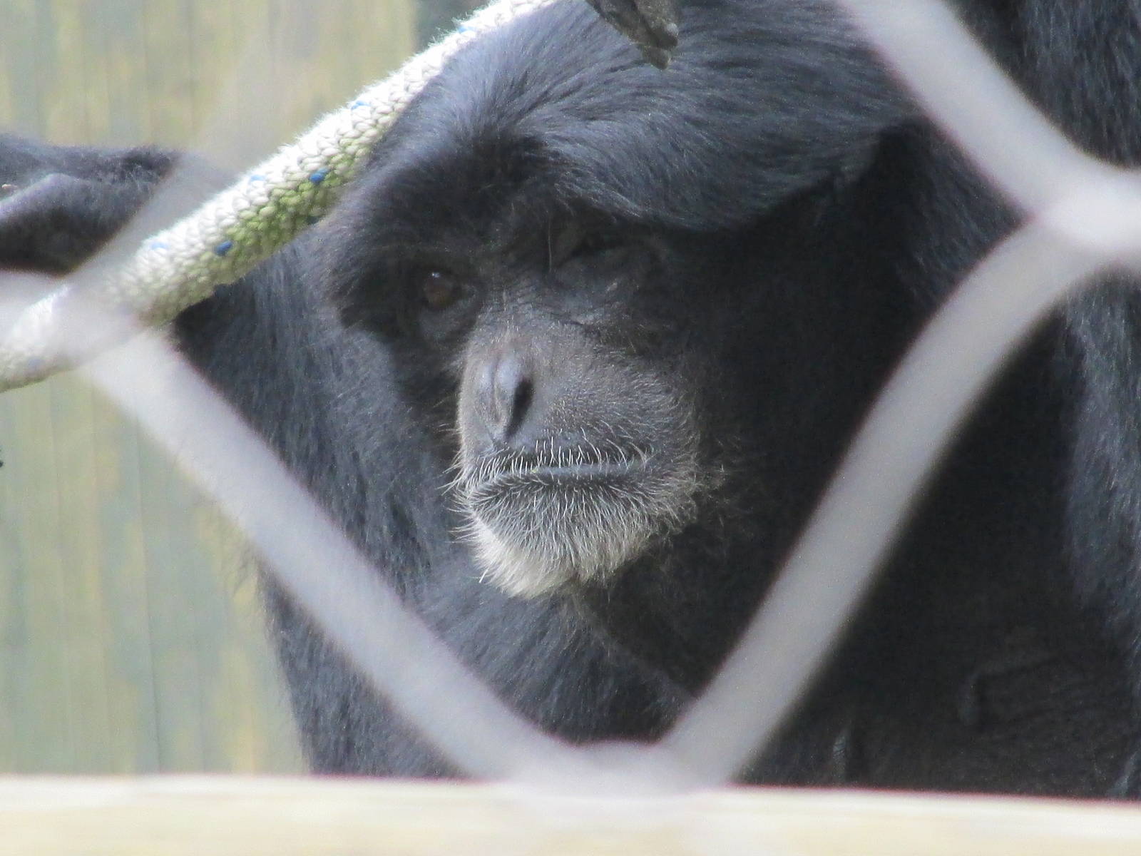 siamang guadalajara zoo
