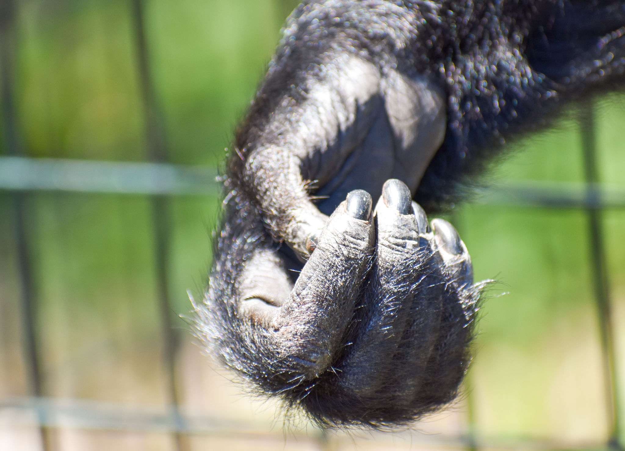 Siamang Hand