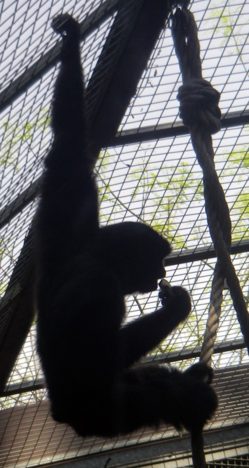 Siamang (Hylobates (Symphalangus) syndactylus)