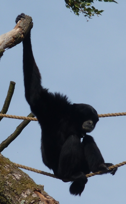 Siamang (Hylobates syndactylus)