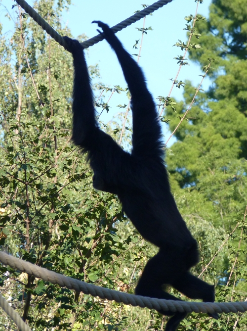 Siamang (Hylobates syndactylus)