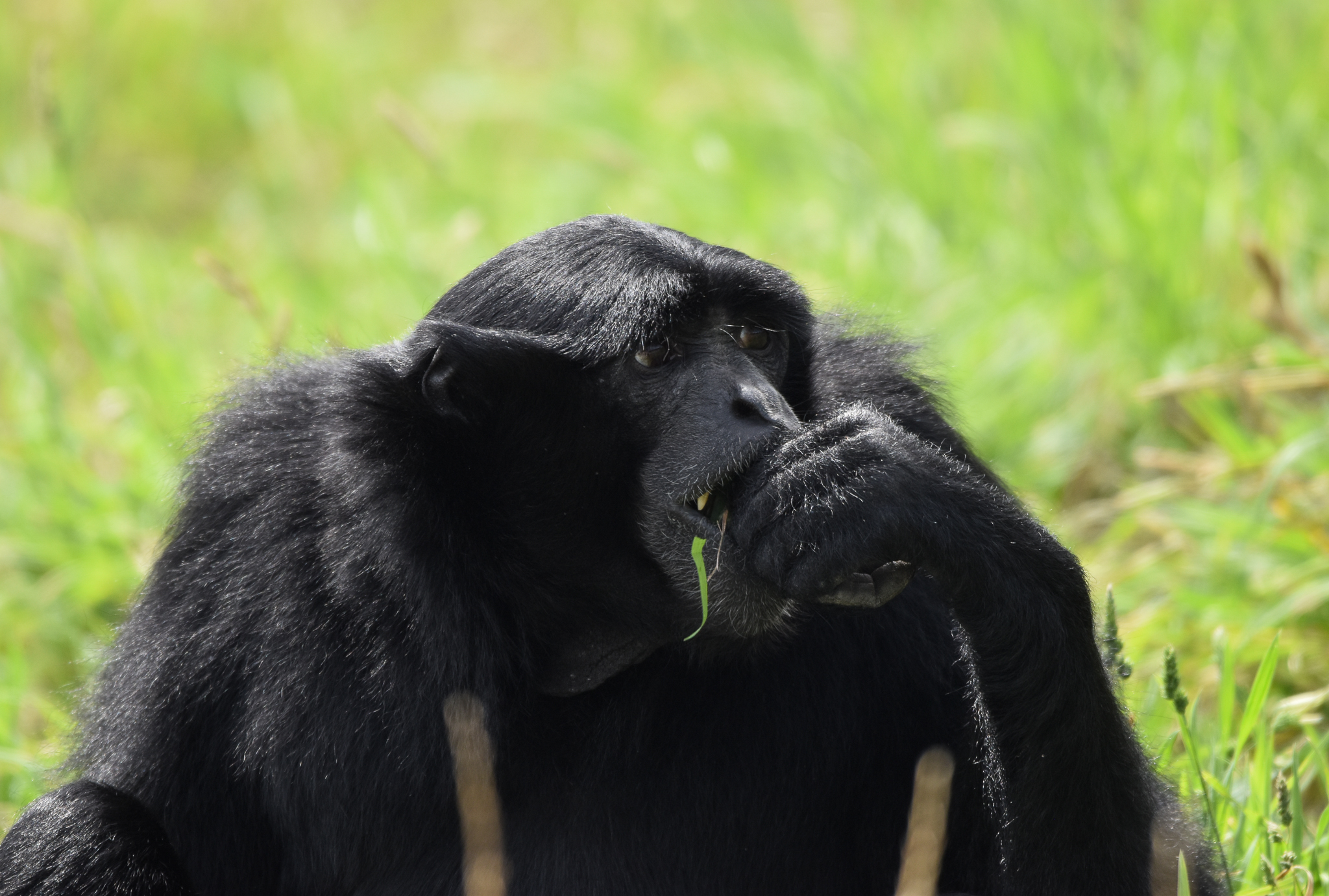 Siamang - imported from Pairi Daiza