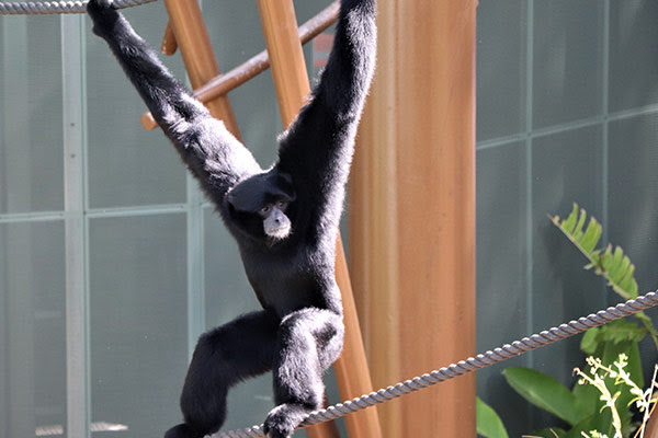 Siamang in High Canopy Habitat