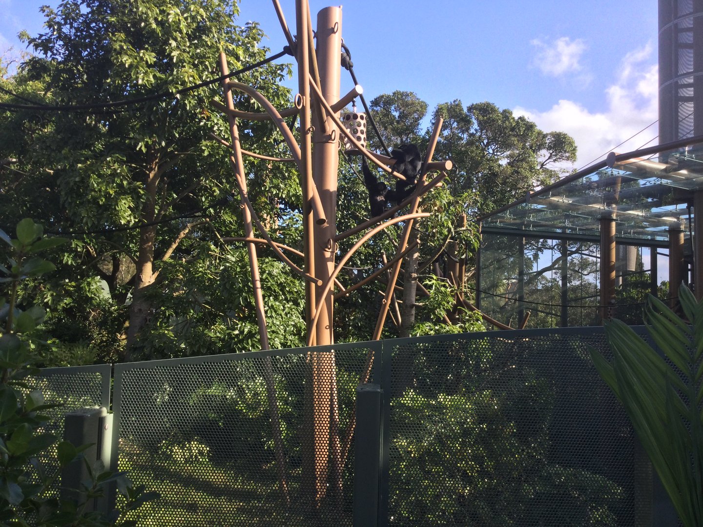 Siamang in Orangtuan Exhibit