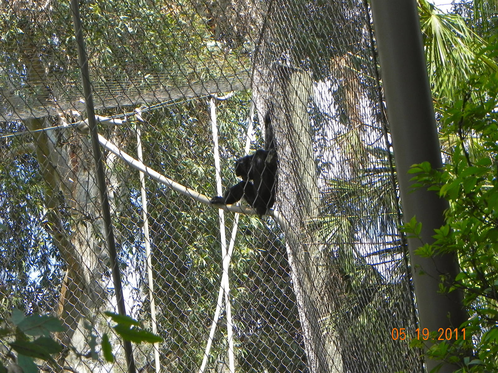 Siamang in orangutan exhibit