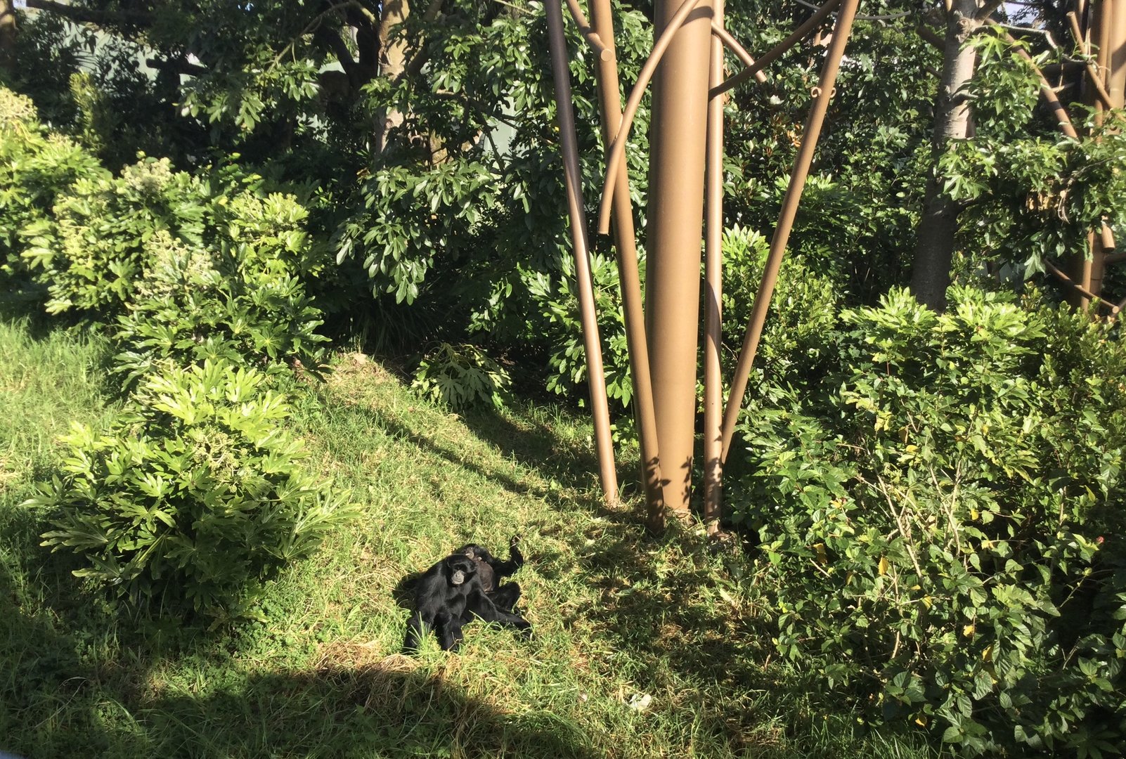 Siamang in Orangutan Exhibit