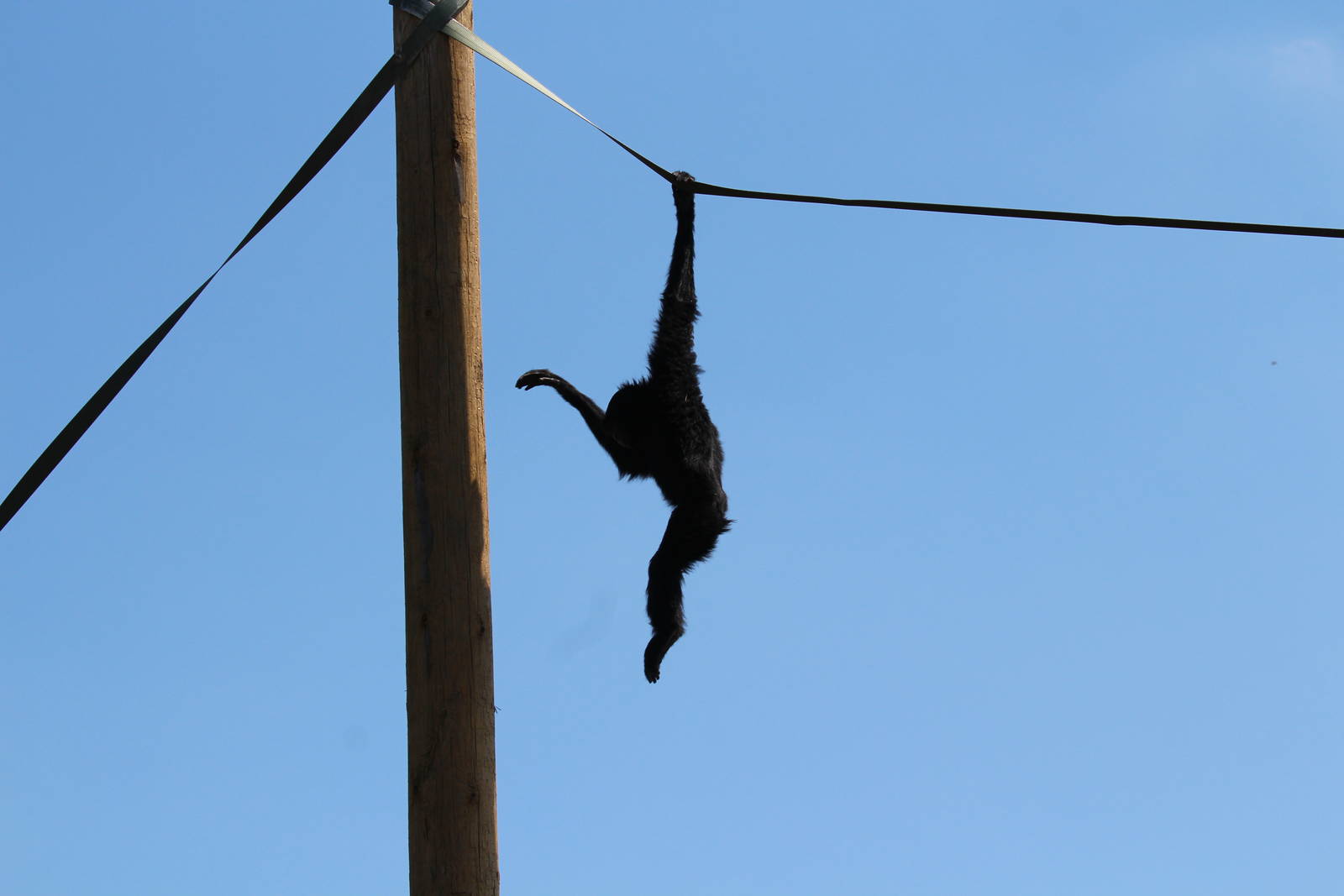 Siamang, in outdoor enclosure (!)