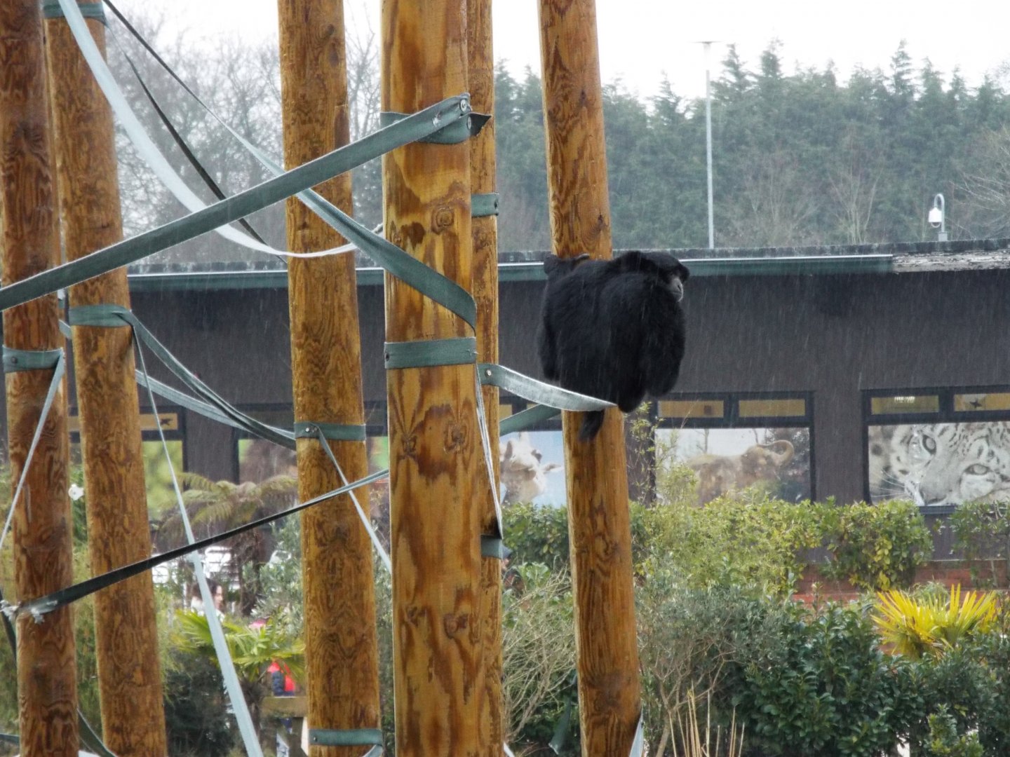 Siamang in the rain