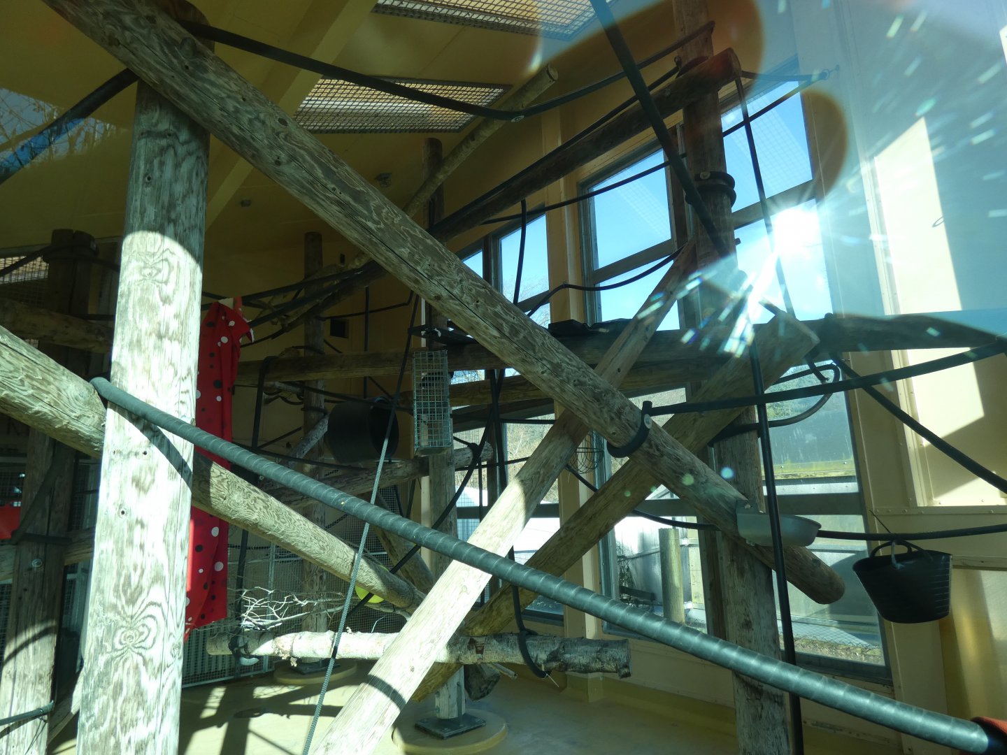 Siamang Indoor Enclosure