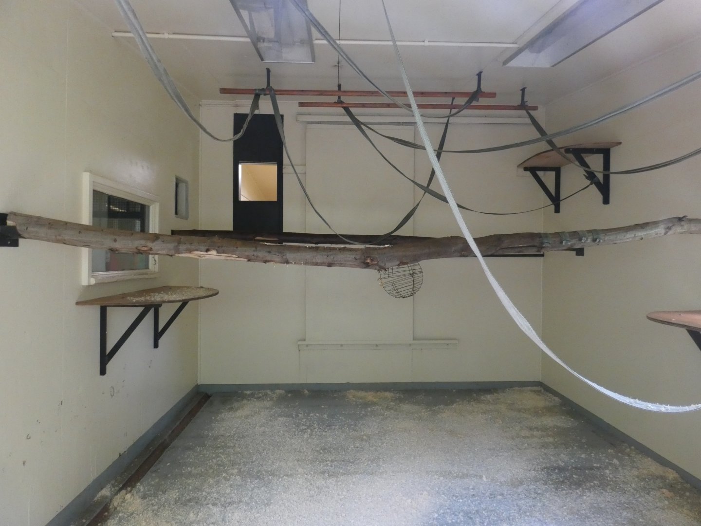 Siamang indoor enclosure