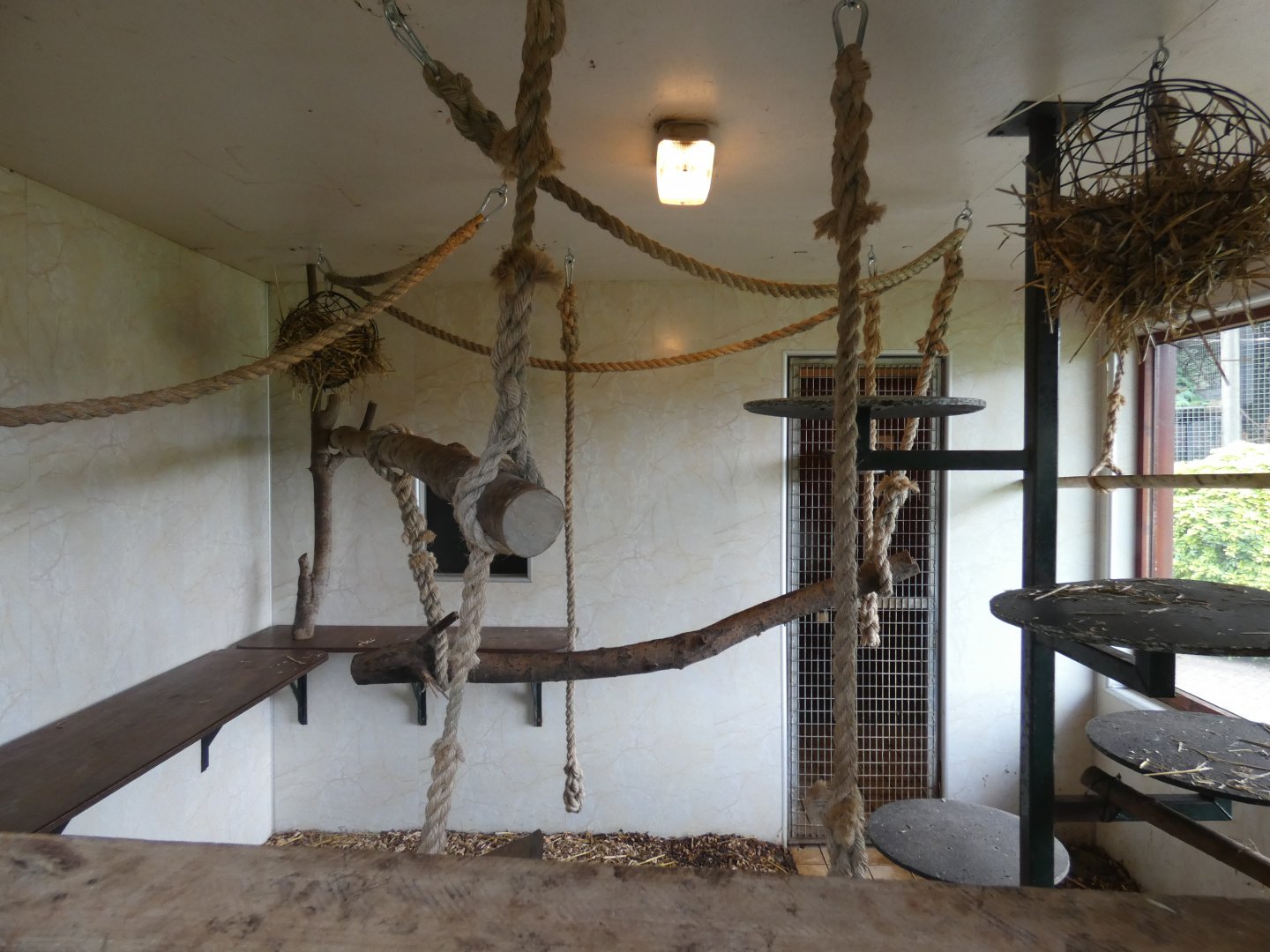 Siamang indoor enclosure