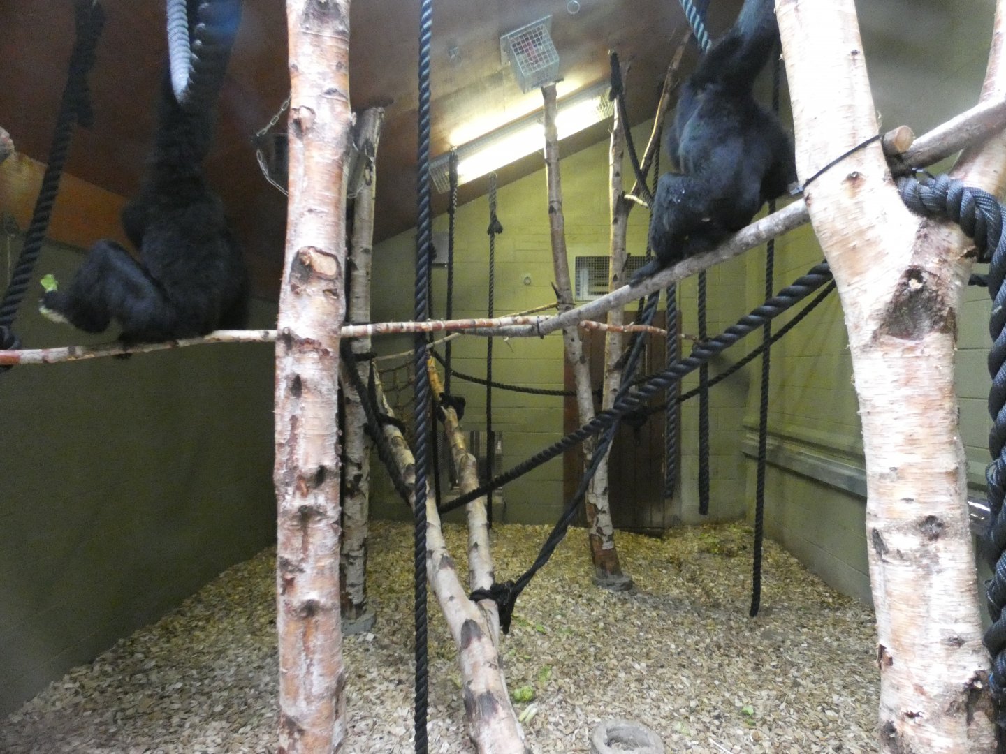 Siamang indoor enclosure