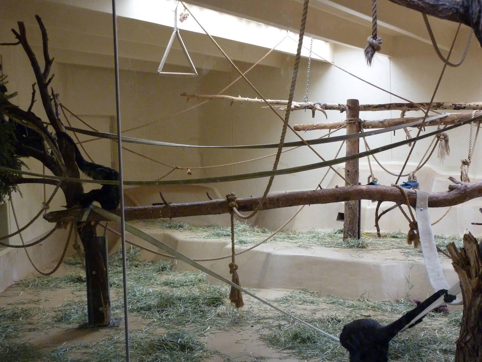 Siamang - Indoor Exhibit