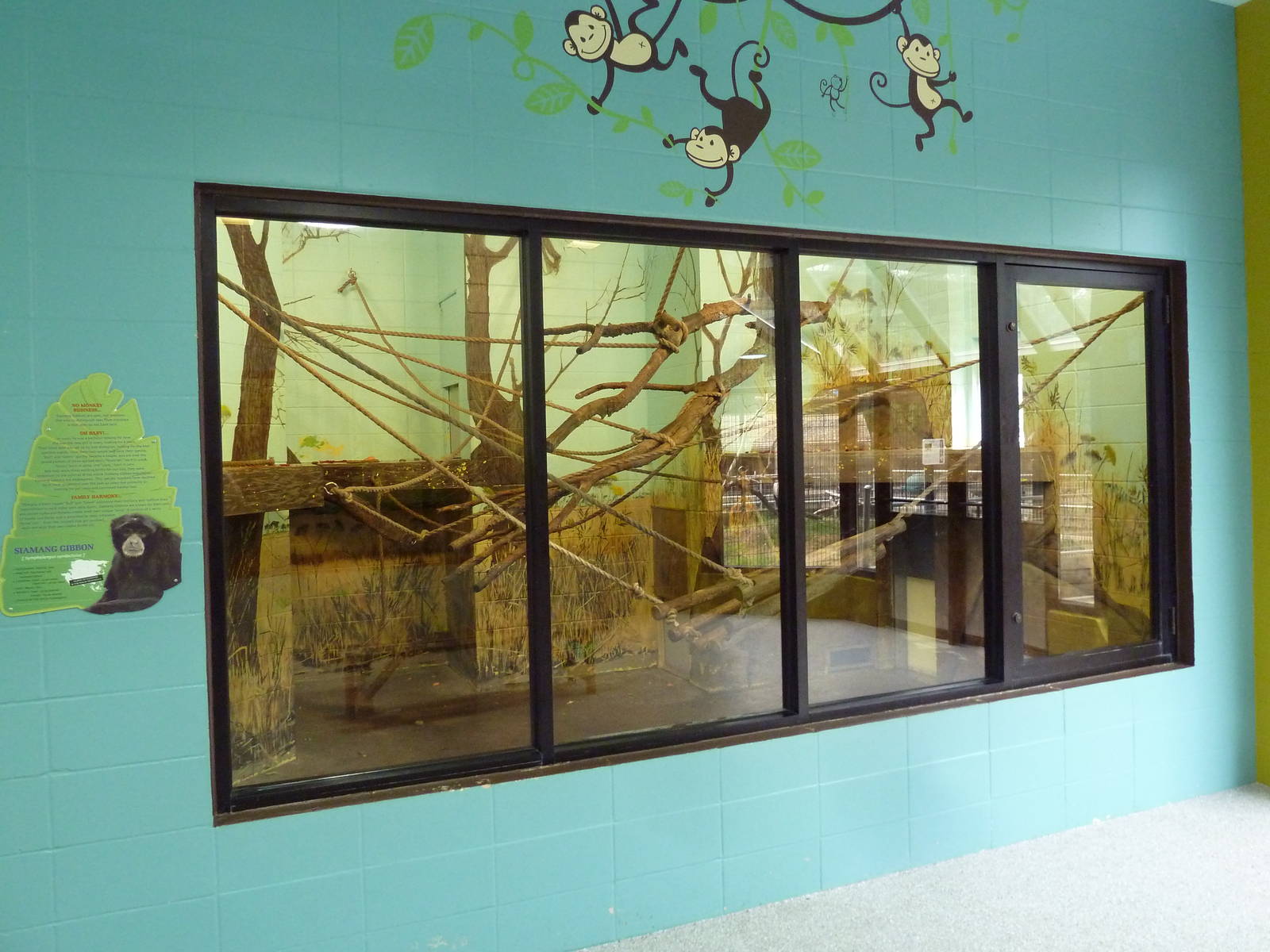 Siamang Indoor Exhibit