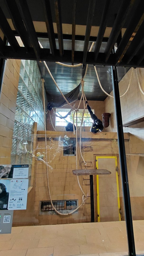 Siamang indoor exhibit