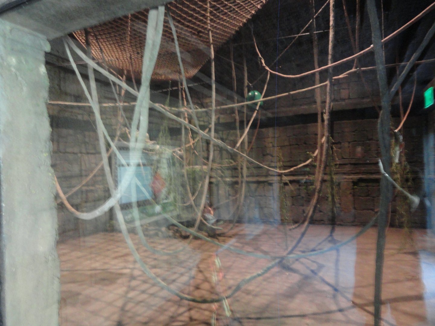 Siamang Indoor Holding