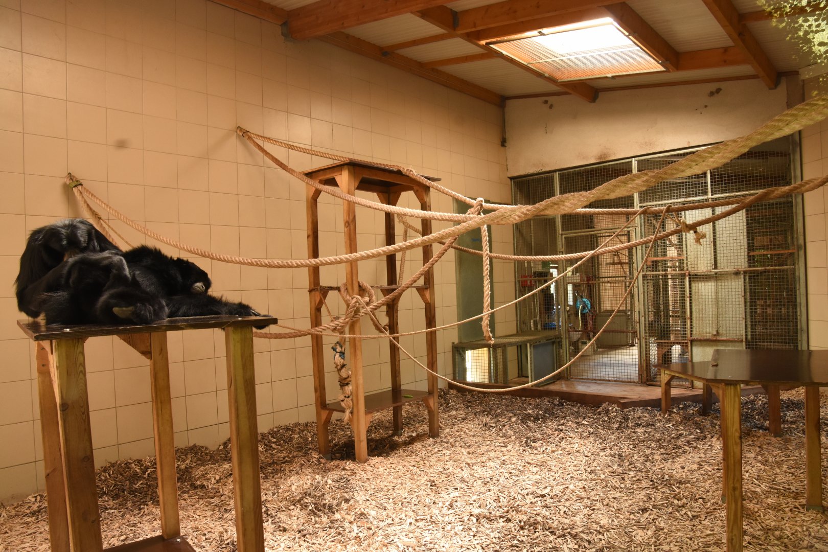 Siamang indoor housing