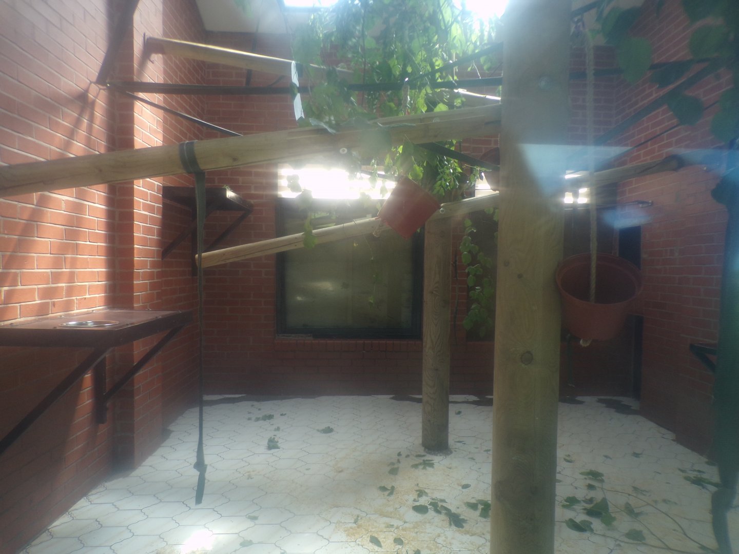 Siamang indoors 7.7.24