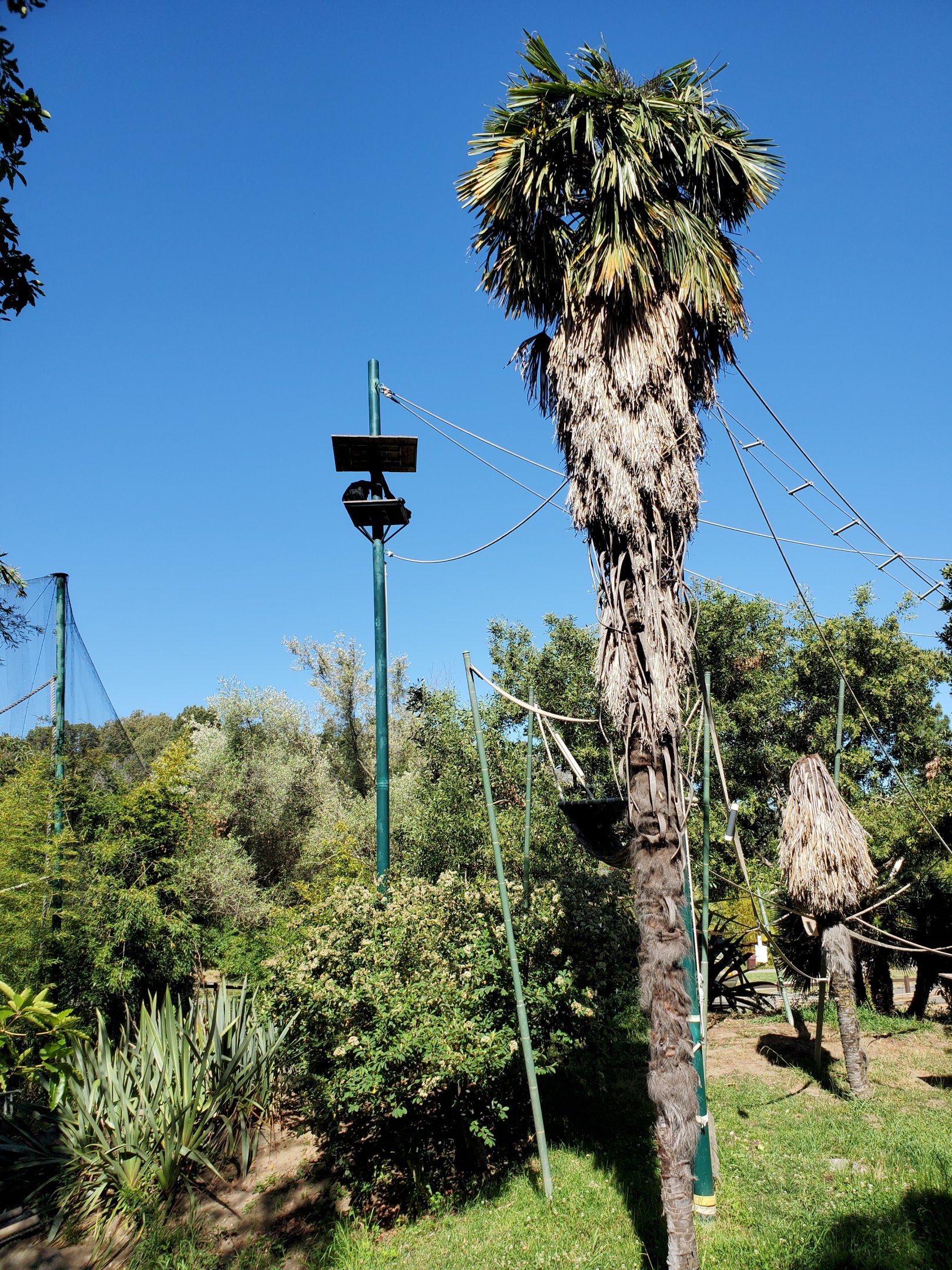 Siamang Island - 10 Jun 2022