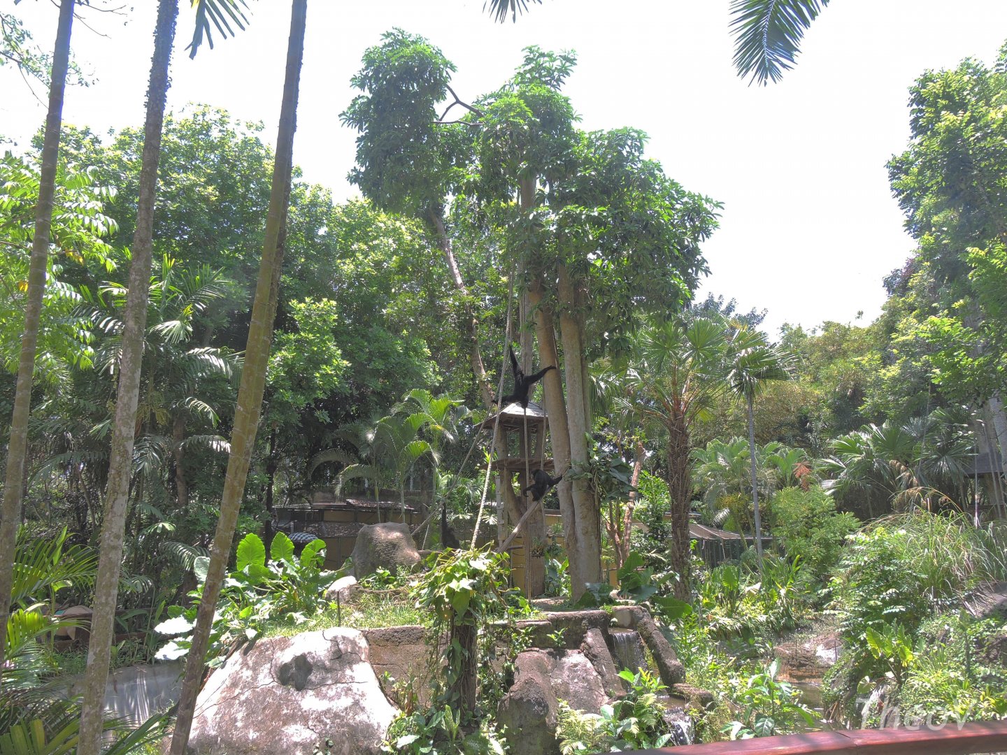 Siamang island [2016]