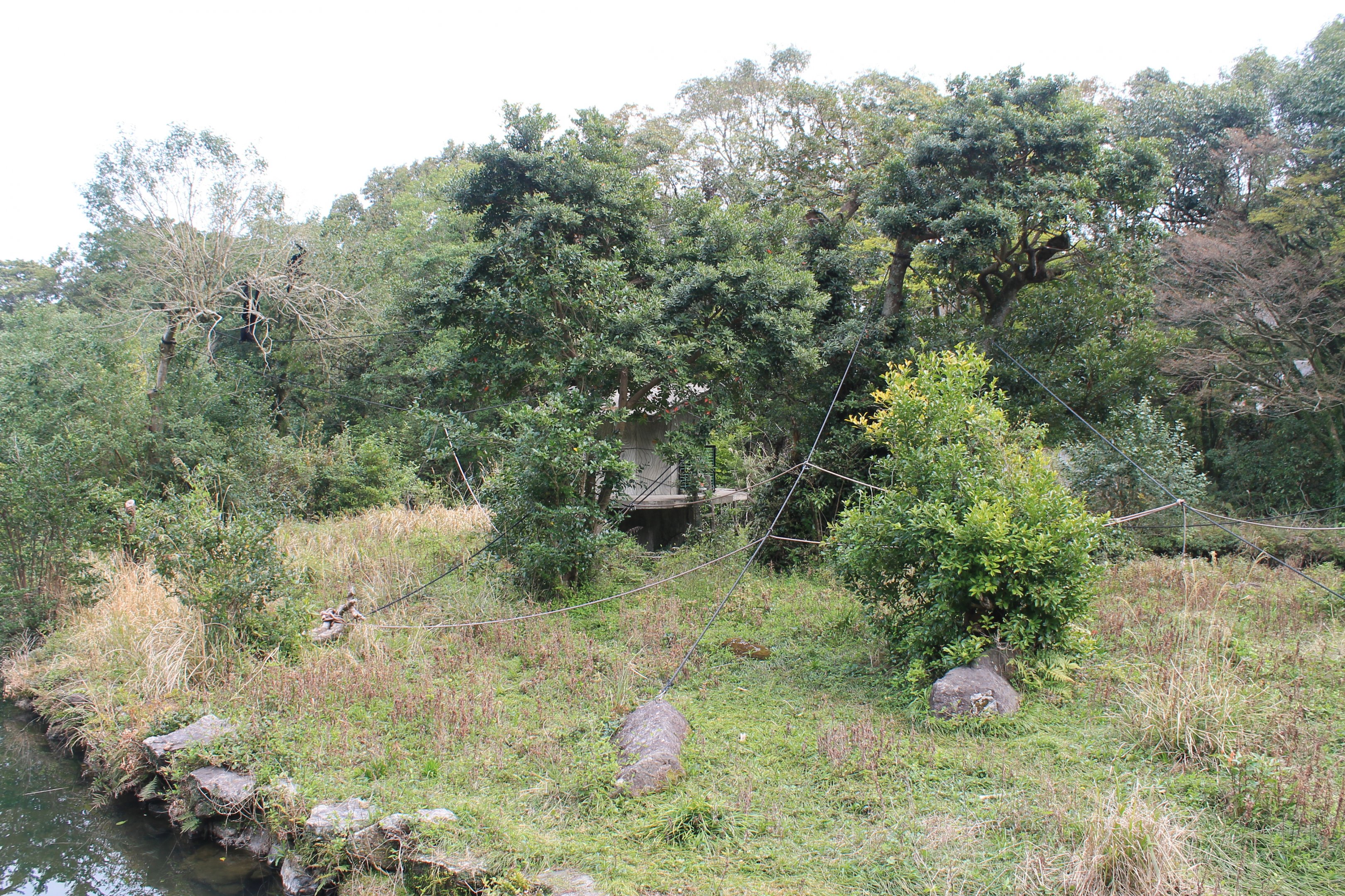 Siamang island - Hirakawa Zoo (Kagoshima)