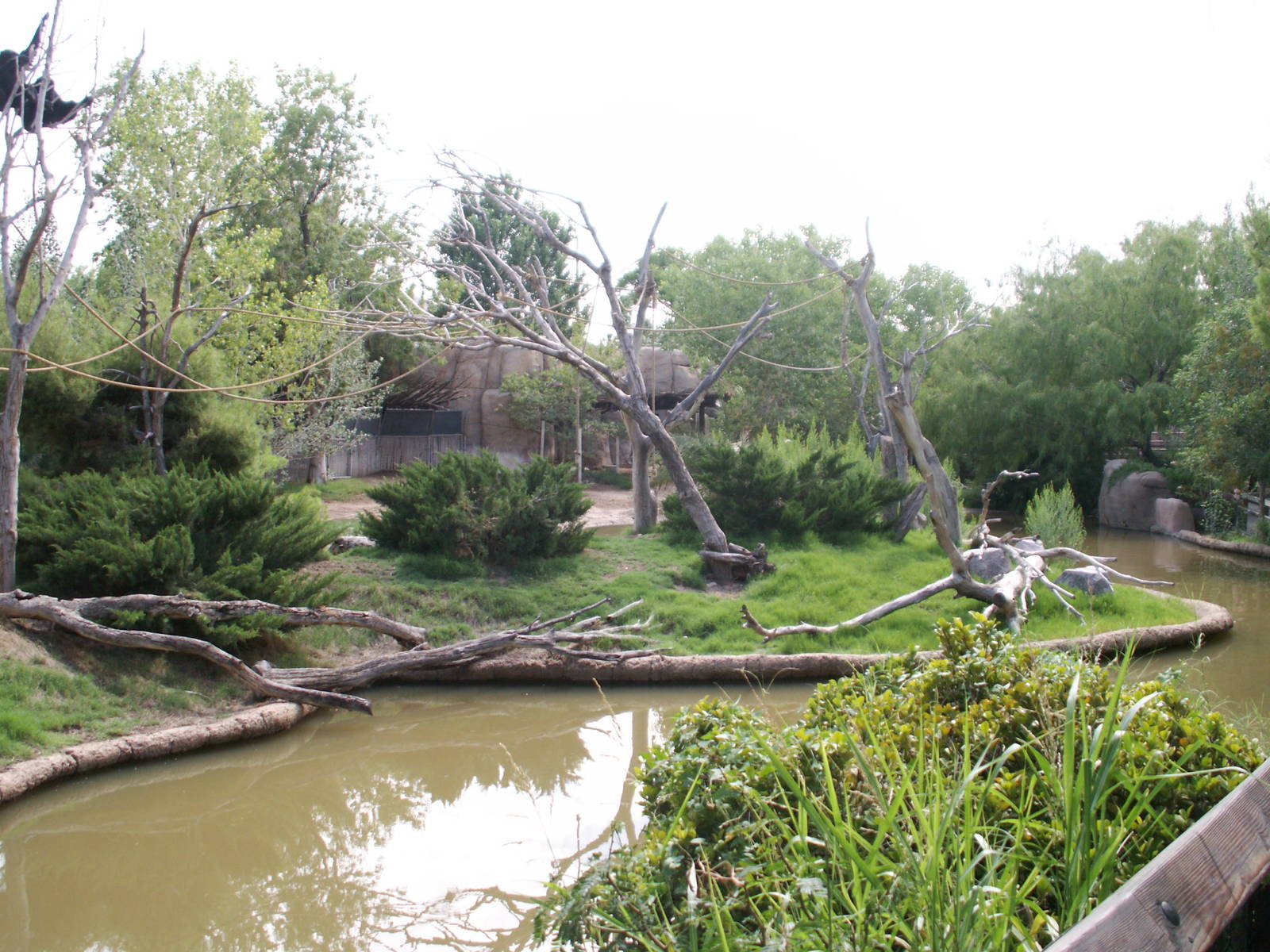 siamang island (mixed with malayan tapir)