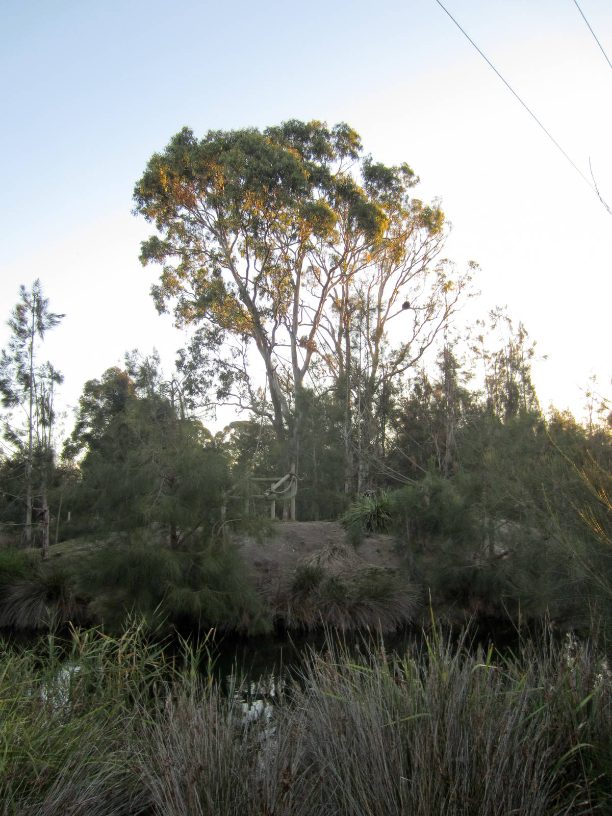 Siamang island (siamang in tree)