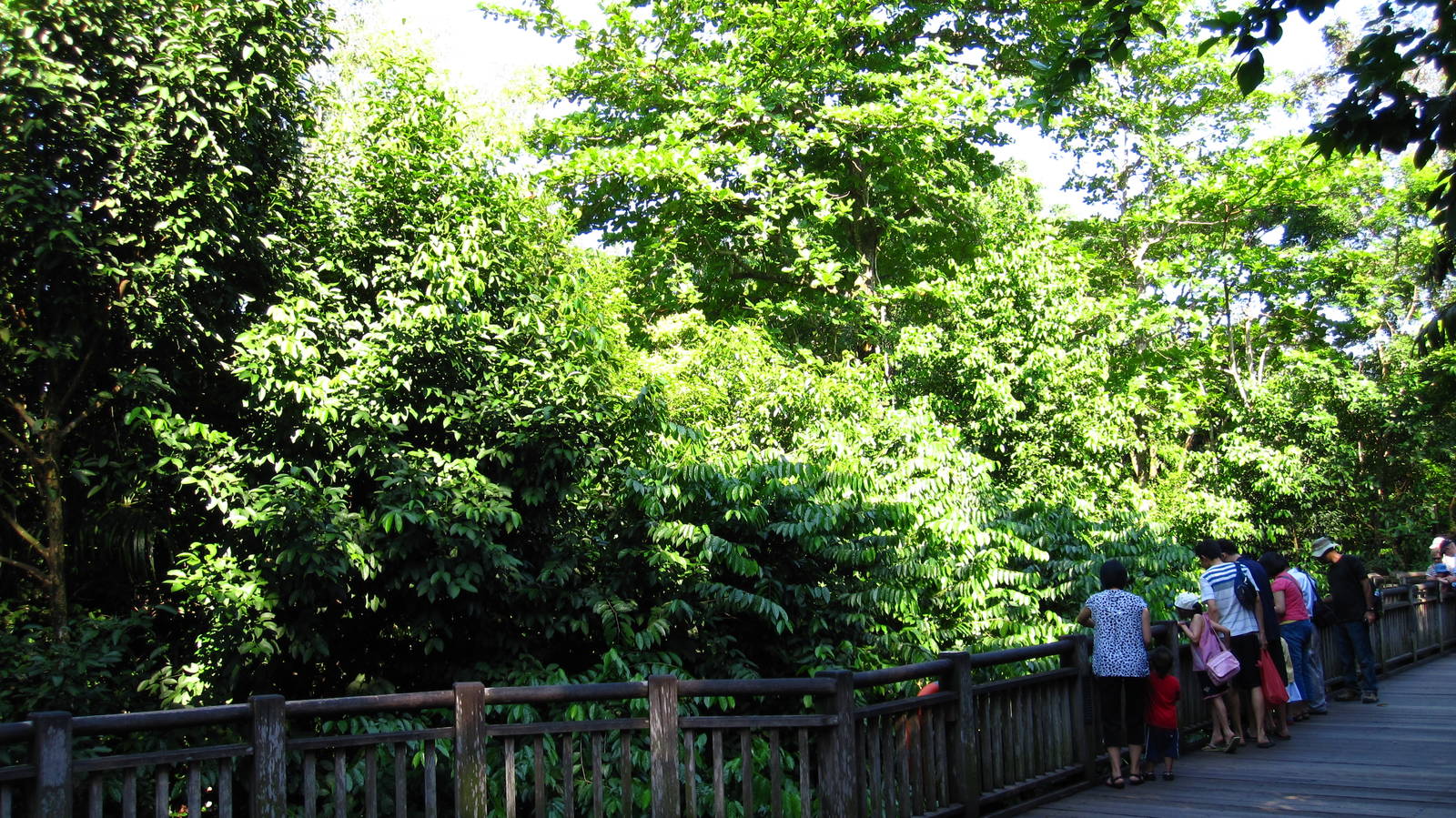 Siamang island, Treetops Trail