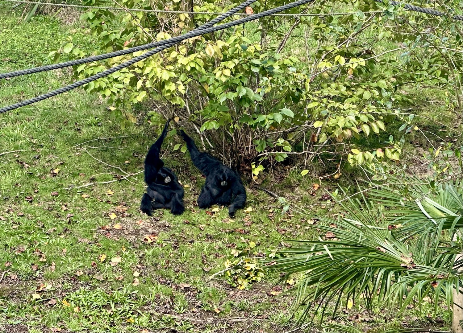 Siamang (Itam and Peggy)