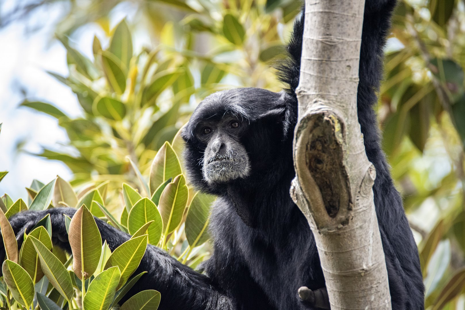 Siamang 'Jars'