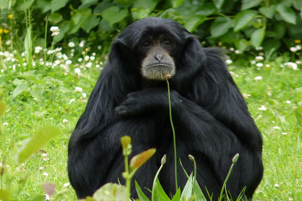 Siamang, July 2012
