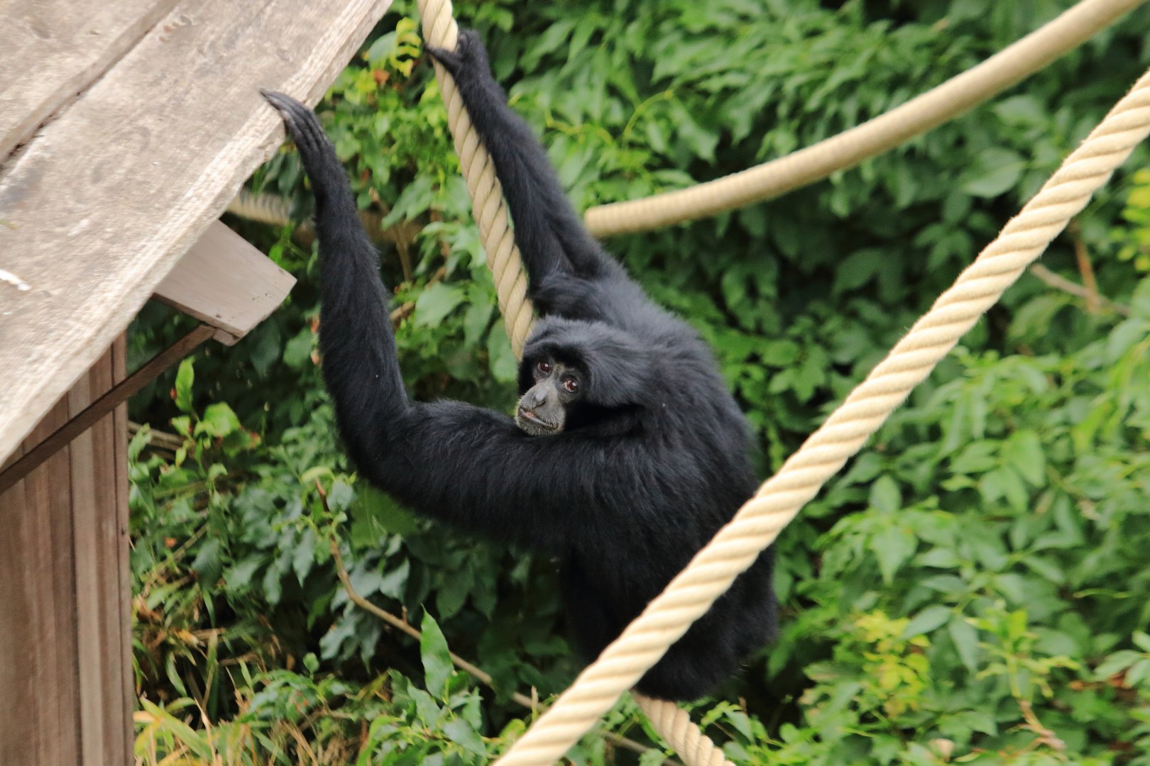 Siamang (July 2020)